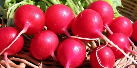 Kako posaditi rotkvice u jajne ćelije